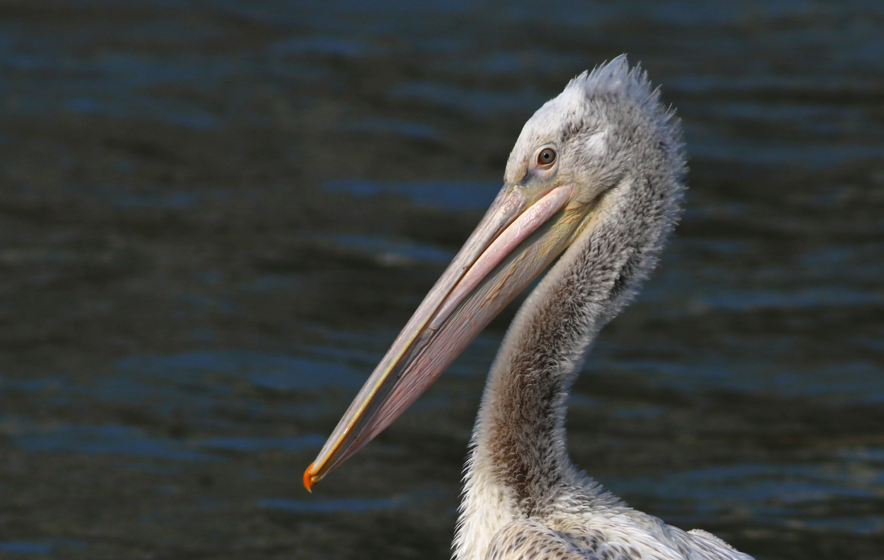 Dalmatian Pelican